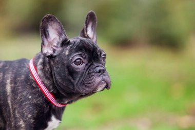 Tatlı Fransız bulldog köpeği. 