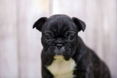 Tatlı Fransız bulldog köpeği. 