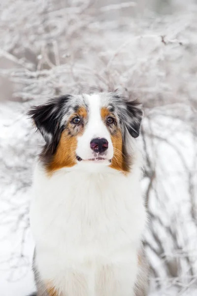 Australian Shepherd Dog Outdoor — Stock Photo, Image