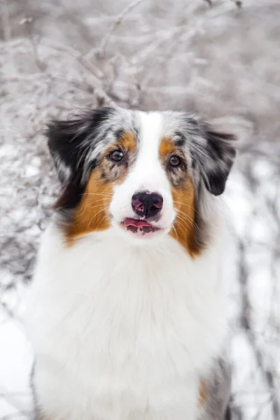 Australian Shepherd Dog Outdoor — Stock Photo, Image