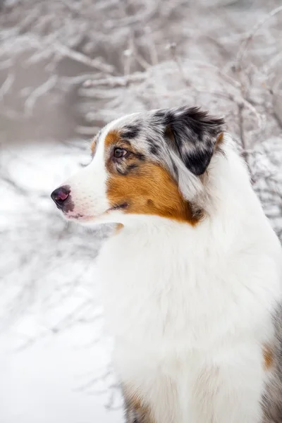 Australiska Herde Hund Utomhus — Stockfoto