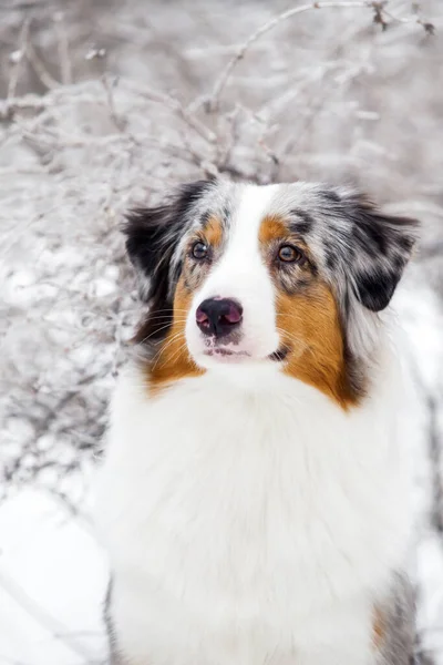 Australian Shepherd Dog Outdoor — Stock Photo, Image