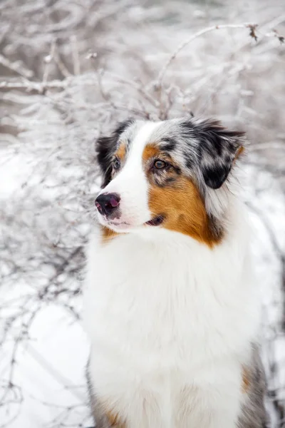 Australian Shepherd Dog Outdoor — Stock Photo, Image