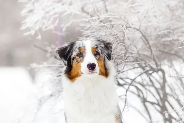 Australian Shepherd Dog Outdoor — Stock Photo, Image