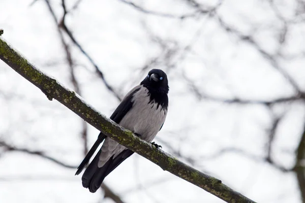 Corbeau Noir Assis Sur Une Branche Arbre — Photo