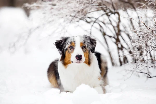 Australian Shepherd Dog Outdoor — Stock Photo, Image