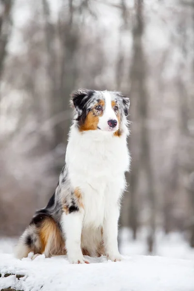 Australian Shepherd Dog Outdoor — Stock Photo, Image