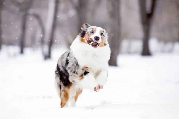 雪の公園で楽しいオーストラリアの羊飼い — ストック写真