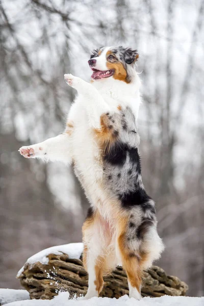 Australian Shepherd Having Fun Snowy Park — Stock Photo, Image