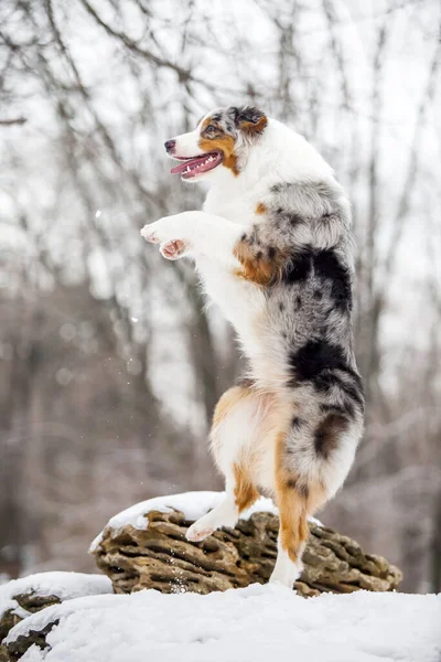 Australian Shepherd Having Fun Snowy Park — Stock Photo, Image