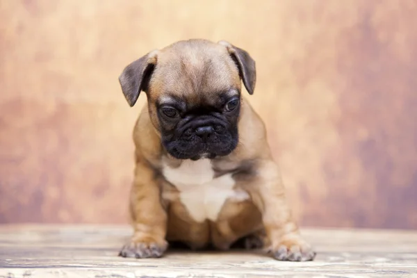 Bonito Filhote Cachorro Bulldog Francês Estúdio — Fotografia de Stock