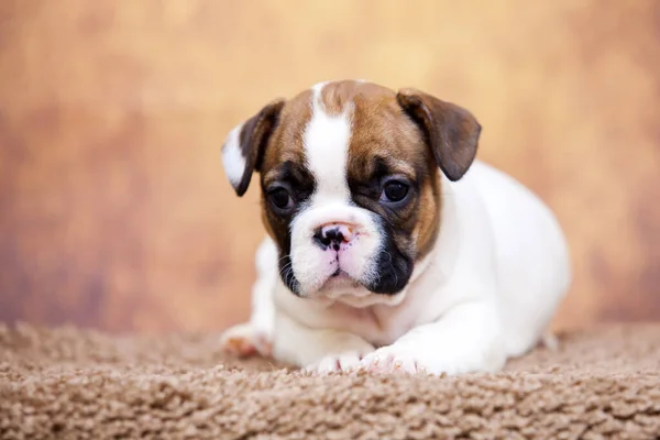 Söt Fransk Bulldogg Valp Studio — Stockfoto