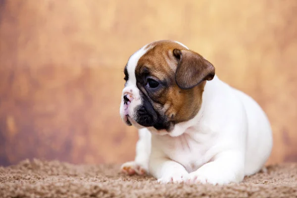 Bonito Filhote Cachorro Bulldog Francês Estúdio — Fotografia de Stock