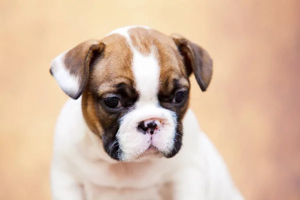 Bonito Filhote Cachorro Bulldog Francês Estúdio — Fotografia de Stock