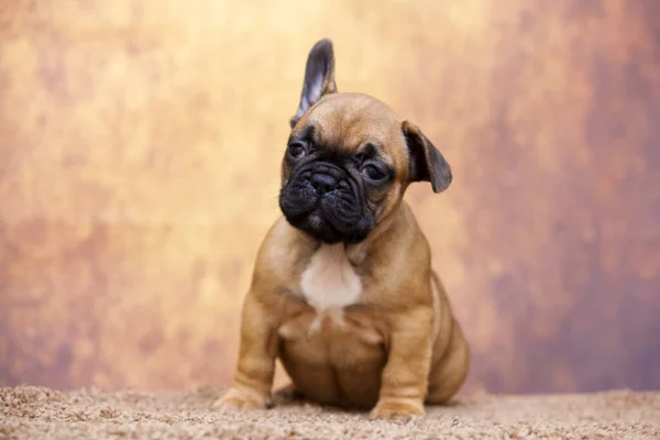 Bonito Filhote Cachorro Bulldog Francês Estúdio — Fotografia de Stock