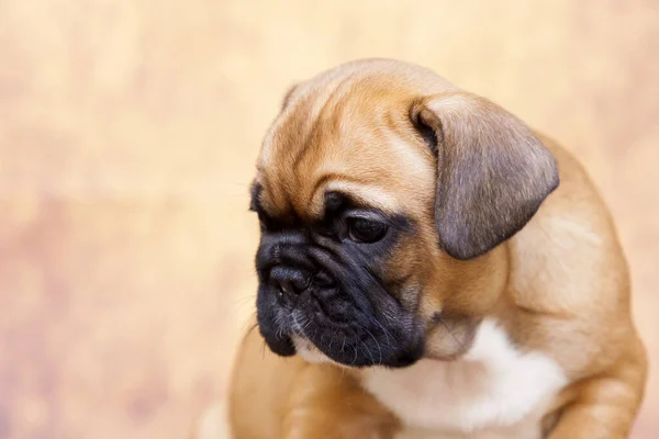 Mignon Bouledogue Français Chiot Studio — Photo