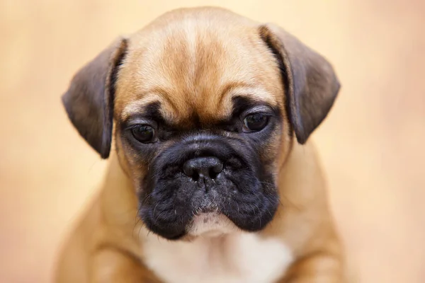 Bonito Filhote Cachorro Bulldog Francês Estúdio — Fotografia de Stock