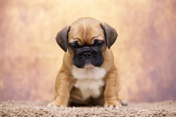 Bonito Filhote Cachorro Bulldog Francês Estúdio — Fotografia de Stock