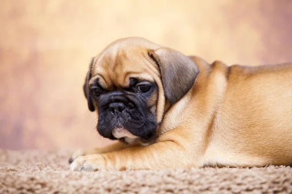 Bonito Filhote Cachorro Bulldog Francês Estúdio — Fotografia de Stock