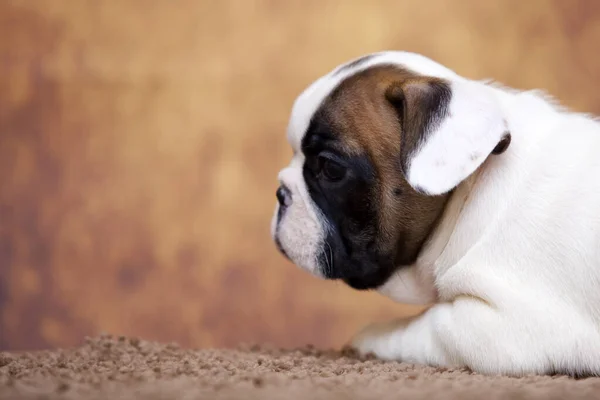 Bonito Filhote Cachorro Bulldog Francês Estúdio — Fotografia de Stock