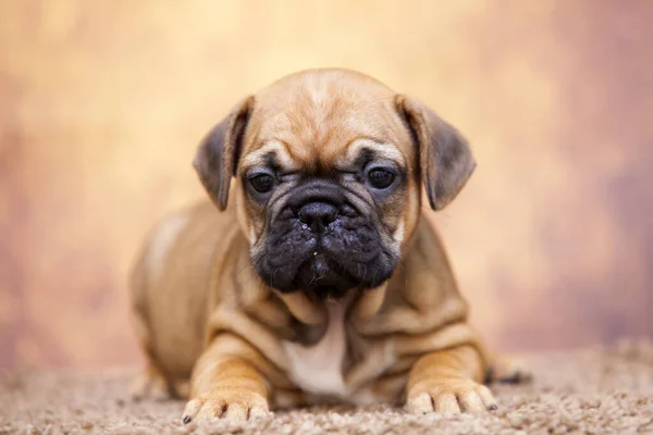 Cute French Bulldog Puppy Studio — Stock Photo, Image