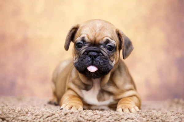 Cute French Bulldog Puppy Studio — Stock Photo, Image