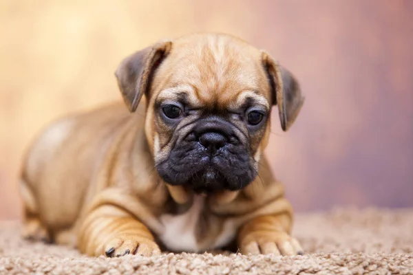 Bonito Filhote Cachorro Bulldog Francês Estúdio — Fotografia de Stock