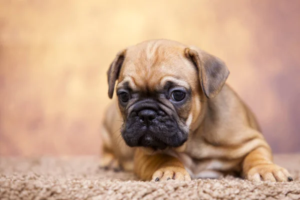 Bonito Filhote Cachorro Bulldog Francês Estúdio — Fotografia de Stock