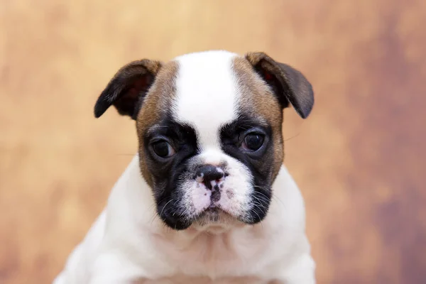 Bonito Filhote Cachorro Bulldog Francês Estúdio — Fotografia de Stock