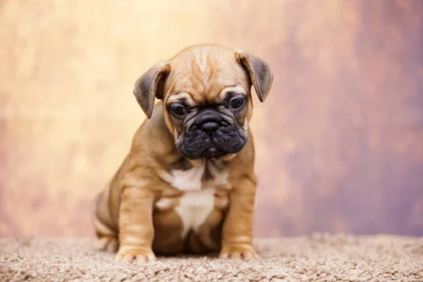 Bonito Filhote Cachorro Bulldog Francês Estúdio — Fotografia de Stock