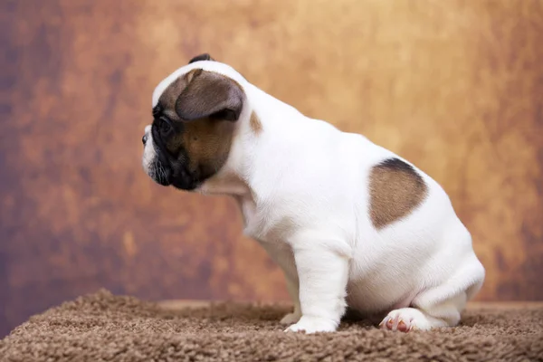 かわいいですフランス語ブルドッグ子犬でスタジオ — ストック写真