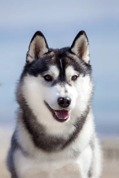 愛らしいシベリアのハスキー犬屋外 — ストック写真