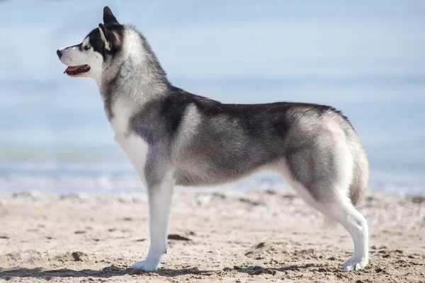 Rozkošný Sibiřský Husky Pes Venku — Stock fotografie