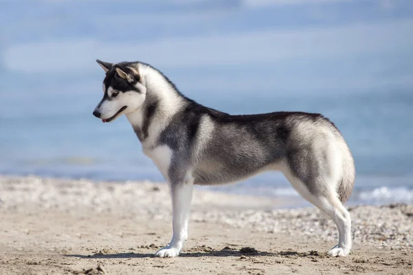 Imádnivaló Szibériai Husky Kutya Szabadban — Stock Fotó