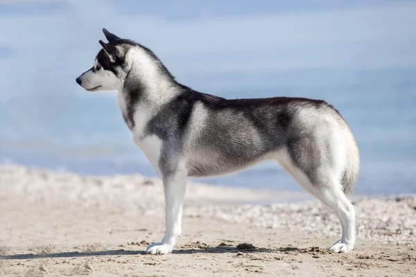 Imádnivaló Szibériai Husky Kutya Szabadban — Stock Fotó