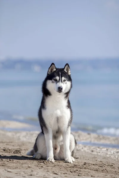 Adorable Perro Husky Siberiano Aire Libre —  Fotos de Stock