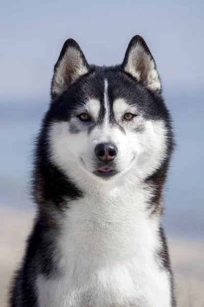 Adorável Cão Husky Siberiano Livre — Fotografia de Stock