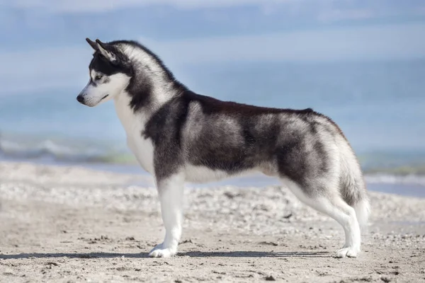 Adorável Cão Husky Siberiano Livre — Fotografia de Stock