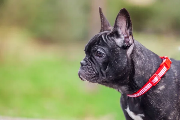 Cute French Bulldog Puppy — Stock Photo, Image