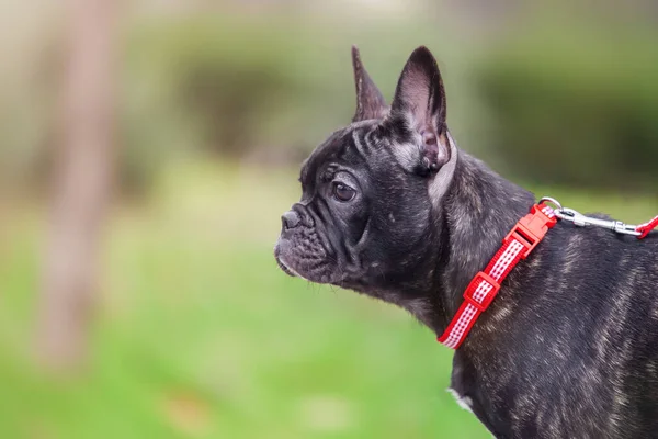 Cute French Bulldog Puppy — Stock Photo, Image