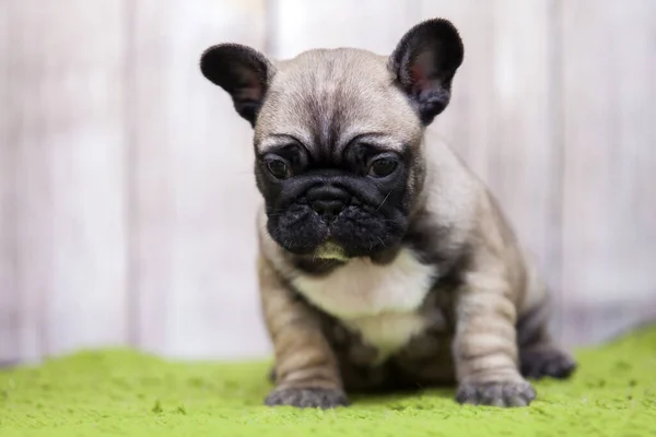 Cachorrinho Bulldog Francês Bonito — Fotografia de Stock