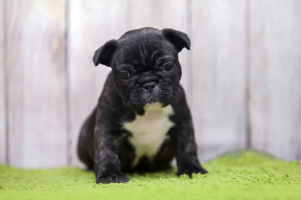 Cachorrinho Bulldog Francês Bonito — Fotografia de Stock