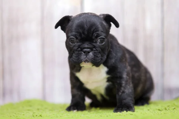 Cachorrinho Bulldog Francês Bonito — Fotografia de Stock