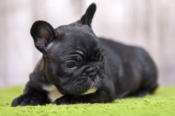 Söt Fransk Bulldog Valp — Stockfoto