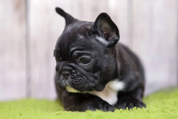 Tatlı Fransız bulldog köpeği. 