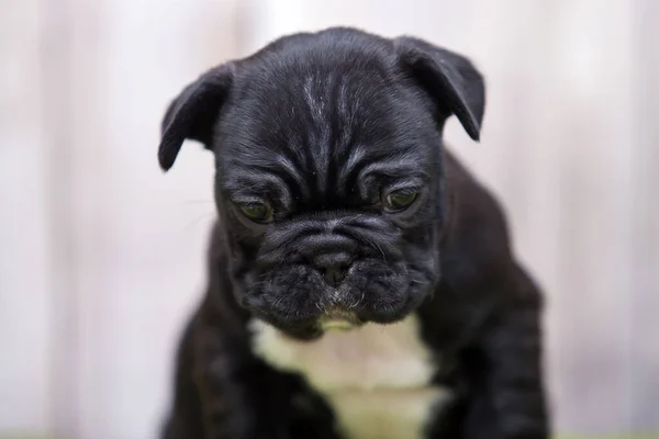 Schattig Frans Bulldog Puppy — Stockfoto