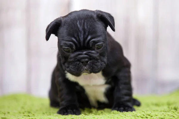 Cachorrinho Bulldog Francês Bonito — Fotografia de Stock