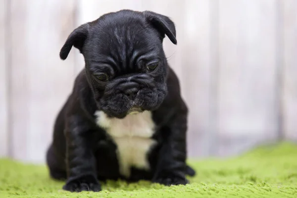 Cachorrinho Bulldog Francês Bonito — Fotografia de Stock