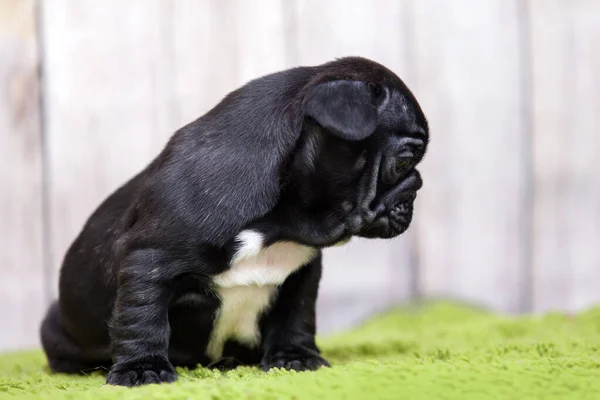 Tatlı Fransız Bulldog Köpeği — Stok fotoğraf