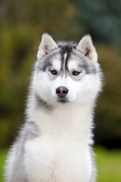 Siberiano Husky Cucciolo All Aperto — Foto Stock